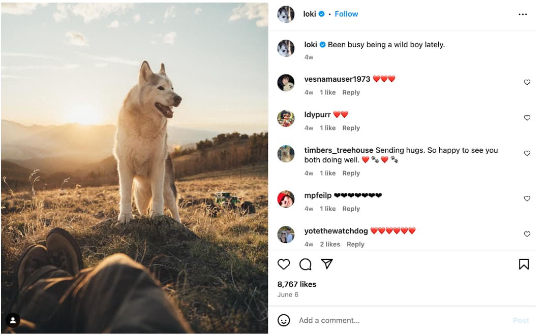 instagram pet influencer loki